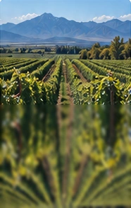 Viñedos con la cordillera al fondo